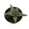 Romeo Gasteria Batesianna Succulent Live Plant – 2.5 inch Pot – Indoor Houseplant - Image 1