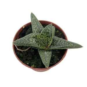 Romeo Gasteria Batesianna Succulent Live Plant – 2.5 inch Pot – Indoor Houseplant - Image 1