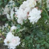 Rosa Seafoam Rose Live Plant – 6 inch Pot – Groundcover Shrub - Image 1