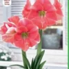 Rosalie Amaryllis Bulb - 30/32 cm, Pink Flowers, Great for Forcing - Image 1