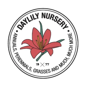 Rosalie Amaryllis Bulb - 30/32 cm, Pink Flowers, Great for Forcing - Image 3