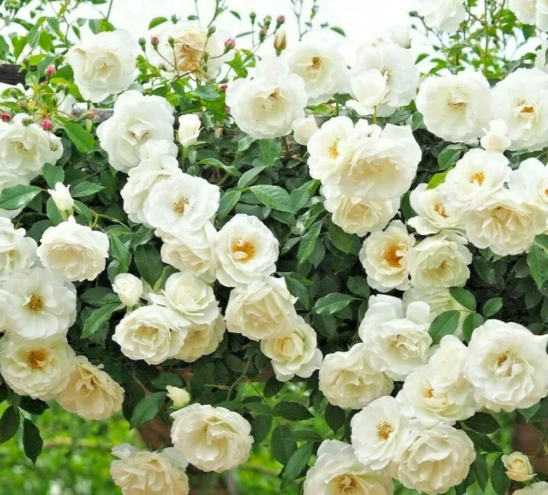 Rose Flower Seeds & Live Cuttings - Plant Your Own Garden Roses - Image 1