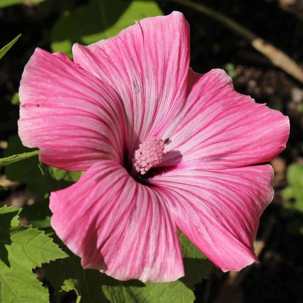 Rose Mallow Live Plant, Hibiscus moscheutos, 20+ Inches Tall, Set of 2 Outdoor Shrubs - Image 3