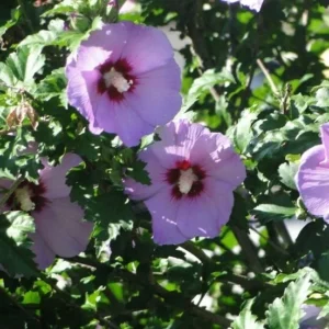Rose of Sharon Althea Live Plant - Minerva Hibiscus syriacus, 1 Gallon Pot - Image 1
