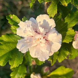 Rose of Sharon Bare Root Plant | Althea Hibiscus Syriacus | 2-Pack Outdoor Shrub - Image 2