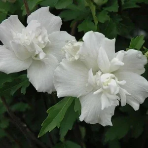 Rose of Sharon Bare Root Plant | Althea Hibiscus Syriacus | 2-Pack Outdoor Shrub - Image 5