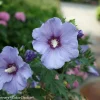 Rose of Sharon Hibiscus Live Plant - Azurri Blue Satin - 4 inch Pot - Image 1