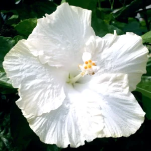 Rose Of Sharon Hibiscus Moscheutos Starter Seeds - Indoor & Outdoor Pink Blooms - Image 1