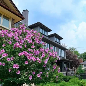 Rose of Sharon Live Plant – 2 Shrubs – 1-2 ft Tall – Outdoor Flowering - Image 2