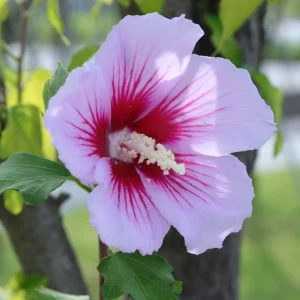 Rose of Sharon Live Plant – 2 Shrubs – 1-2 ft Tall – Outdoor Flowering - Image 1