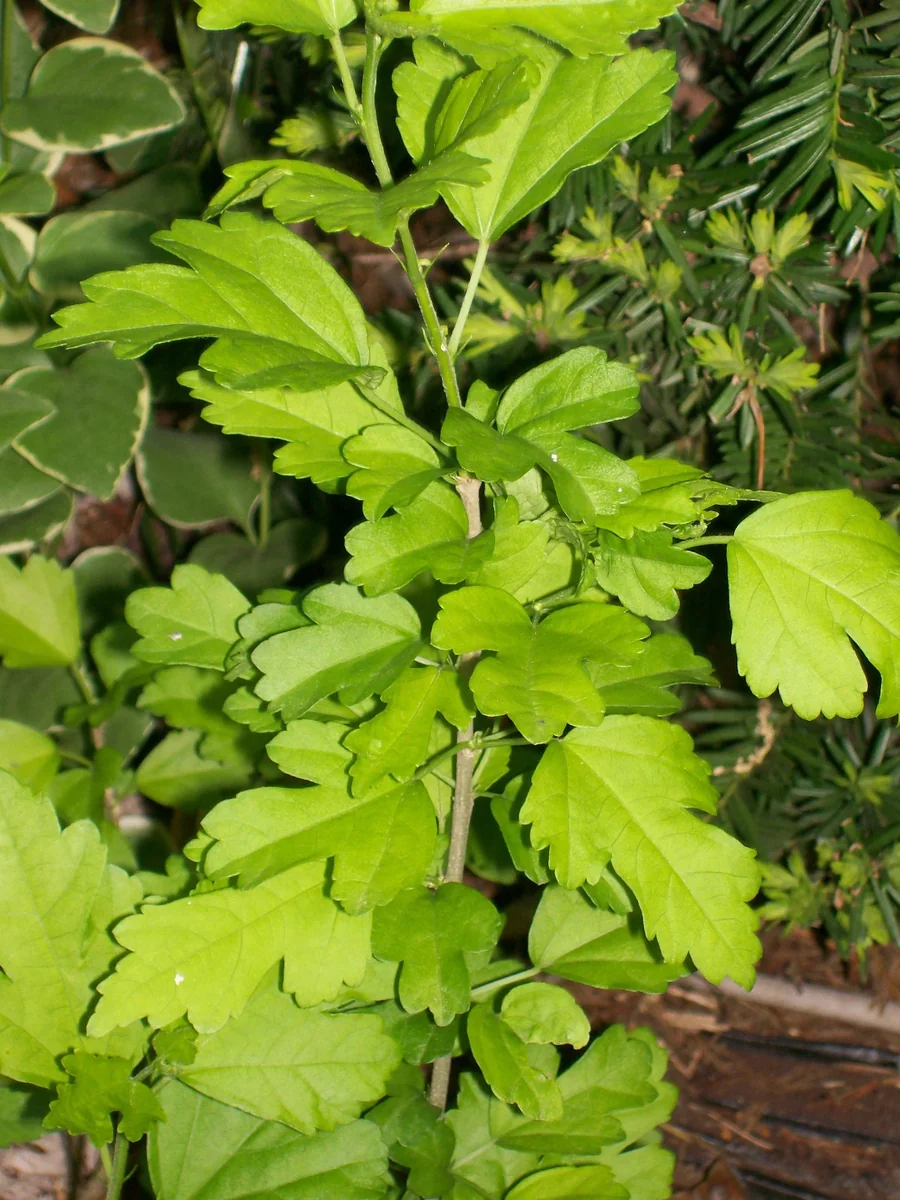 Rose of Sharon Live Plant 6-12 Inches Tall - Hibiscus syriacus Outdoor Shrub - Image 6