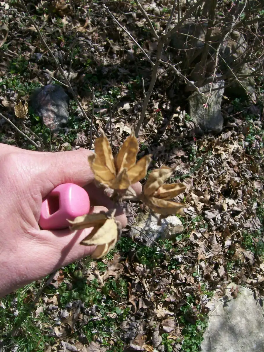 Rose of Sharon Live Plant 6-12 Inches Tall - Hibiscus syriacus Outdoor Shrub - Image 8
