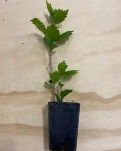 Rose of Sharon Live Plant - Althea Syriacus Shrub - 2.5 inch Pot - Outdoor - Image 2