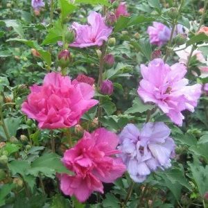 Rose of Sharon Live Plant - Althea Syriacus Shrub - 2.5 inch Pot - Outdoor - Image 1