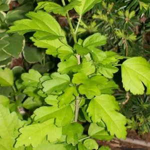 Rose of Sharon Plant Cuttings - White or Purple Flowering Shrubs - Set of 10 Unrooted - Image 3