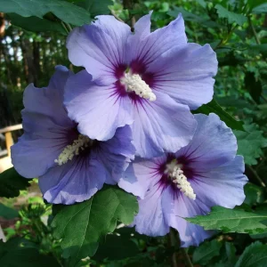 Rose of Sharon Plant Cuttings - White or Purple Flowering Shrubs - Set of 10 Unrooted - Image 6