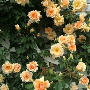 Rose Seeds & Cuttings - 50+ Count for Planting Beautiful Flowers - Indoor/Outdoor - Image 3