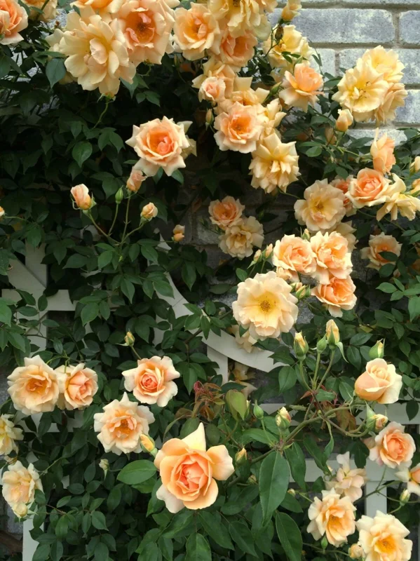 Rose Seeds & Cuttings - 50+ Count for Planting Beautiful Flowers - Indoor/Outdoor - Image 3