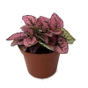 Rose Splash Polka Dot Plant - Hypoestes Live Houseplant - 2.5" Pot - Colorful Foliage - Image 1