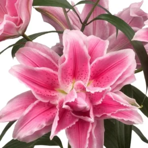 Roselily Double Pink Lily Flower Bulbs - 4 Bulb Mix, Pollen Free, Outdoor - Image 10