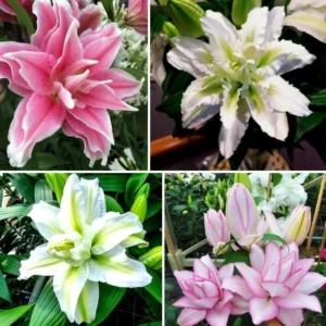 Roselily Double Pink Lily Flower Bulbs - 4 Bulb Mix, Pollen Free, Outdoor - Image 5