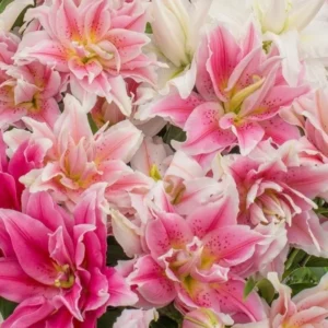 Roselily Double Pink Lily Flower Bulbs - 4 Bulb Mix, Pollen Free, Outdoor - Image 6