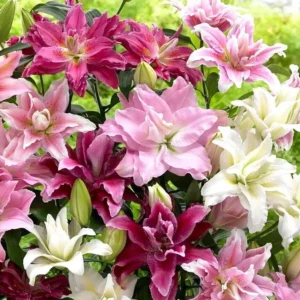 Roselily Double Pink Lily Flower Bulbs - 4 Bulb Mix, Pollen Free, Outdoor - Image 7
