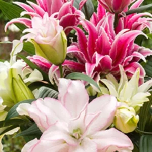 Roselily Double Pink Lily Flower Bulbs - 4 Bulb Mix, Pollen Free, Outdoor - Image 9