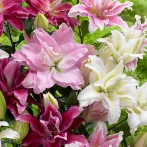 Roselily Flower Bulbs 5 Bulb Mix - Double Oriental Lily Garden Plant Pink White Flowers - Image 6