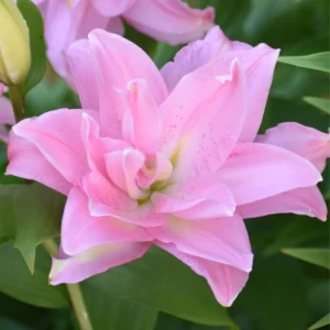 Roselily Flower Bulbs 5 Bulb Mix - Double Oriental Lily Garden Plant Pink White Flowers - Image 8