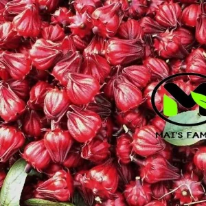 Roselle Seeds - Grow Hibiscus Sabdariffa for Tea & Culinary Use - Image 3