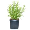 Rosemary Live Herb Plant 10" Tall - Evergreen Aromatic Culinary - Image 1