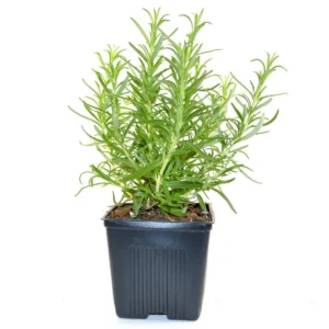 Rosemary Live Herb Plant 10