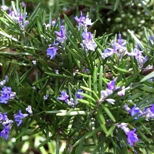 Rosemary Seeds Non-GMO Heirloom - 50+ Seeds for Aromatic Herb Garden - Image 3