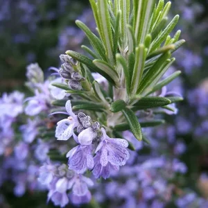 Rosemary Seeds Non-GMO Heirloom - 50+ Seeds for Aromatic Herb Garden - Image 1