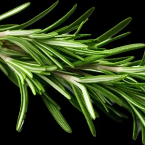 Rosemary Seeds - Non-GMO Heirloom Culinary Herb Perennial Shrub - Image 3