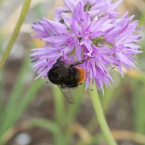 Rosy Dream Allium Bulbs - 10 Pack - Schubertii - Violet-Pink Flowers - Image 2