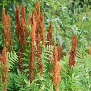 Royal Fern Live Plant - Osmunda regalis - Striking Deciduous Outdoor Fern - Image 2