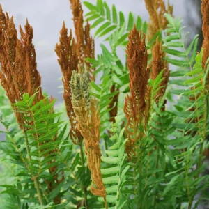 Royal Fern Live Plant - Osmunda regalis - Striking Deciduous Outdoor Fern - Image 5