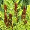 Royal Fern (Osmunda Regalis) Bare-root Plant - Deciduous Wetland Fern - Image 1