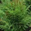 Royal Fern (Osmunda Regalis) Bare-root Plant - Deciduous Wetland Fern - Image 1