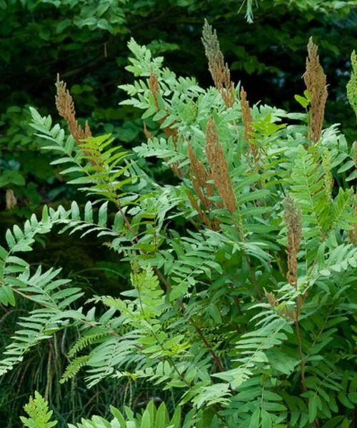 Royal Fern (Osmunda Regalis) Bare-root Plant - Deciduous Wetland Fern - Image 3