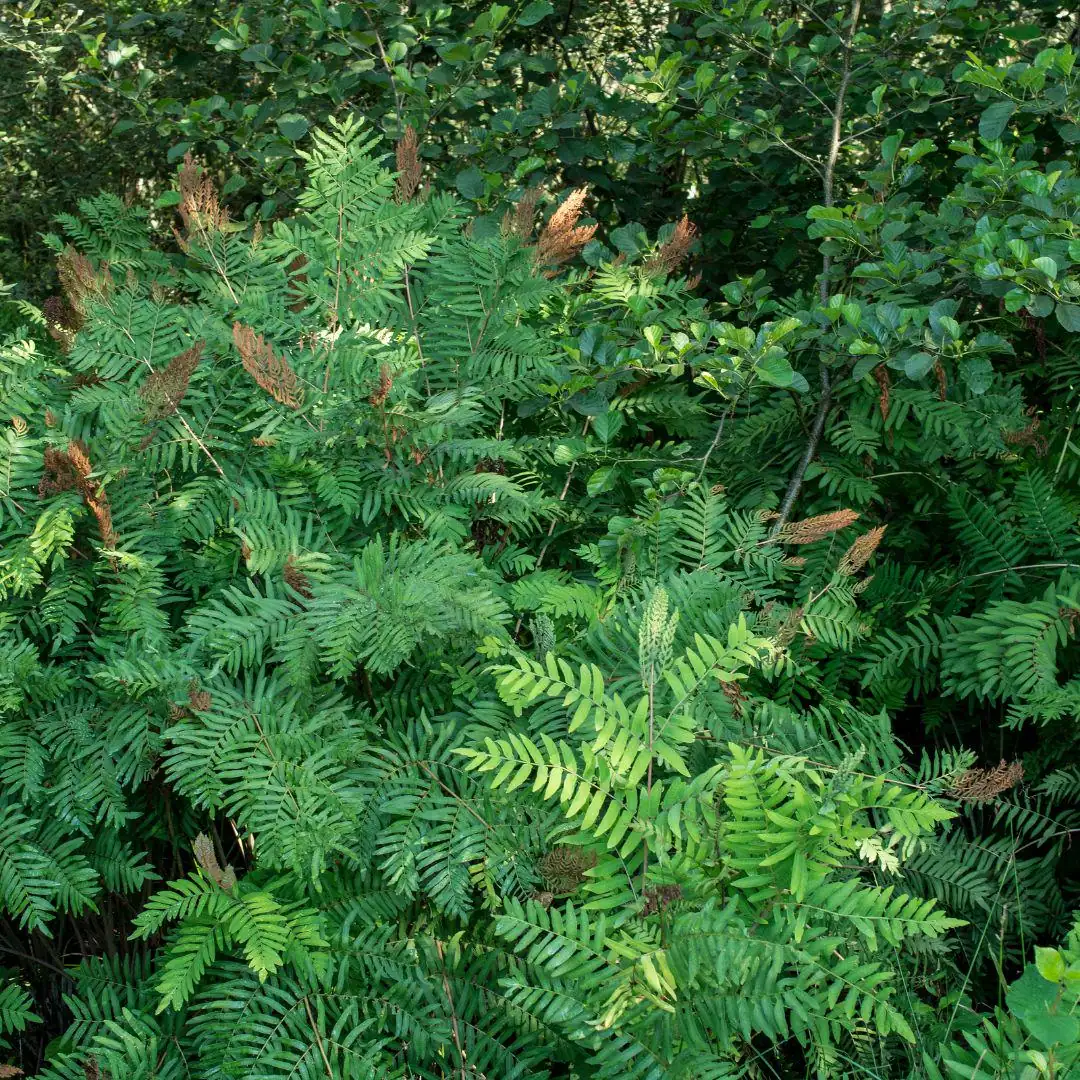 Royal Fern (Osmunda Regalis) Bare-root Plant - Deciduous Wetland Fern - Image 4