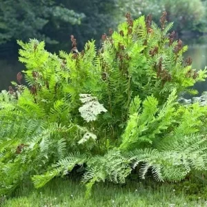 Royal Fern (Osmunda Regalis) Bare-root Plant - Deciduous Wetland Fern - Image 6
