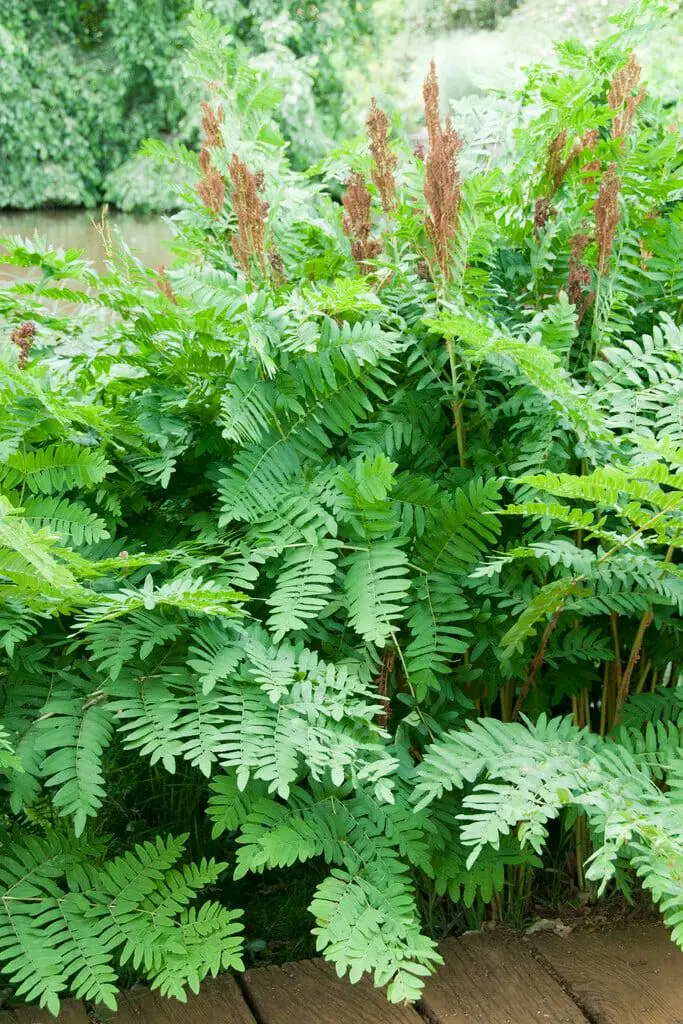 Royal Fern (Osmunda Regalis) Bare-root Plant - Deciduous Wetland Fern - Image 7