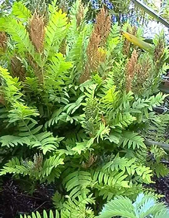 Royal Fern (Osmunda Regalis) Bare-root Plant - Deciduous Wetland Fern - Image 8