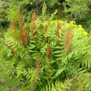 Royal Fern (Osmunda Regalis) Bare-root Plant - Deciduous Wetland Fern - Image 9