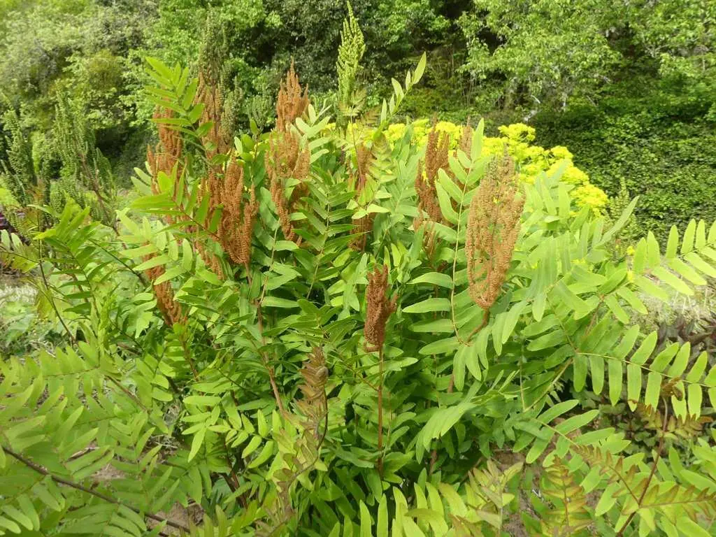 Royal Fern (Osmunda Regalis) Bare-root Plant - Deciduous Wetland Fern - Image 9