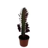 Royal Red African Milk Tree - Euphorbia trigona Live Plant - 2.5" Pot Indoor - Image 1