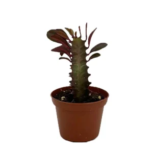 Royal Red African Milk Tree - Euphorbia trigona Live Plant - 2.5
